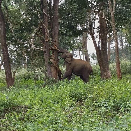 Kuruva Shoreline Wayanad Chegat Luaran gambar