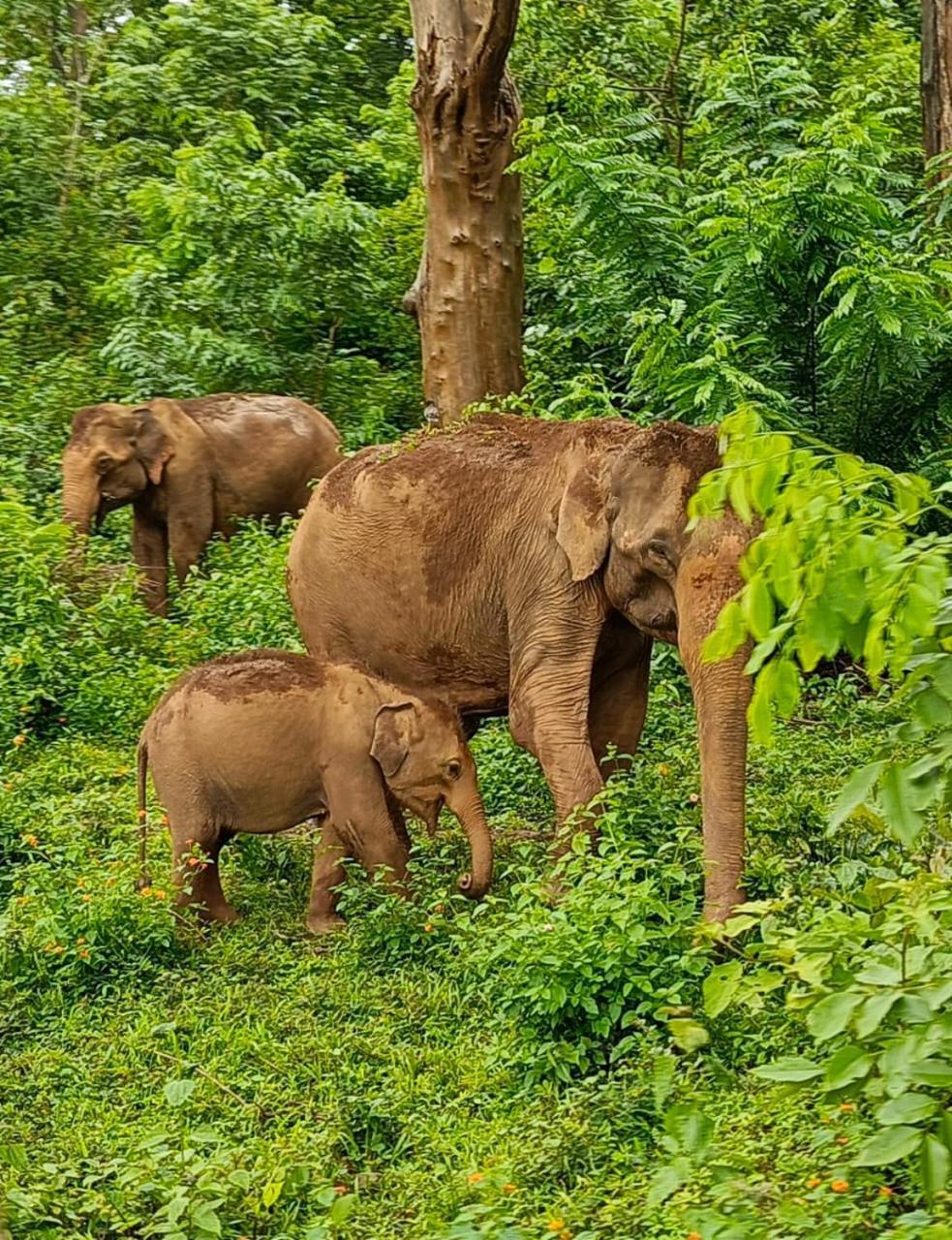 Kuruva Shoreline Wayanad Chegat Luaran gambar