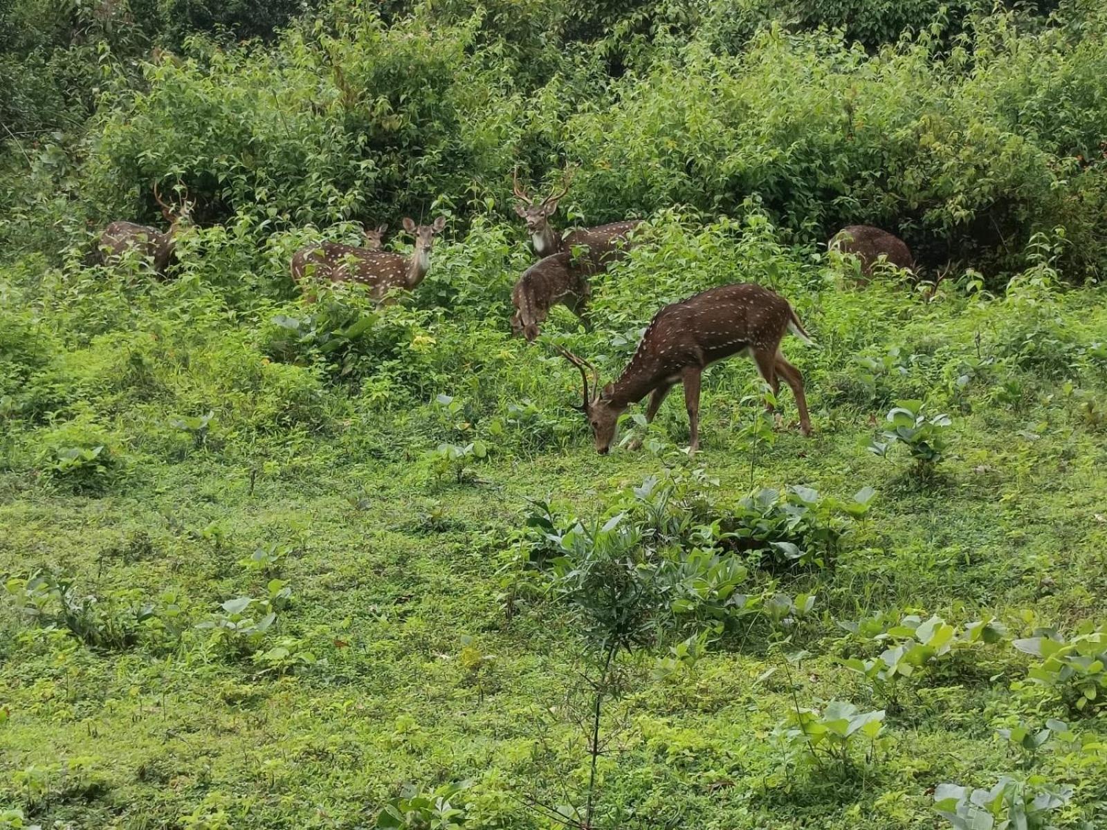 Kuruva Shoreline Wayanad Chegat Luaran gambar