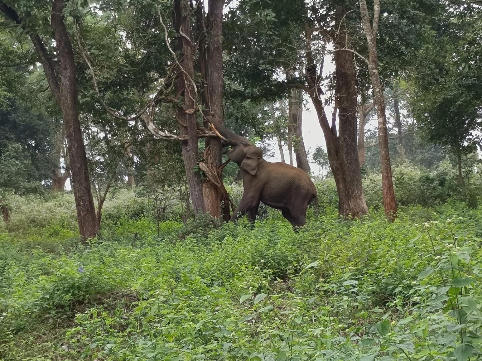 Kuruva Shoreline Wayanad Chegat Luaran gambar